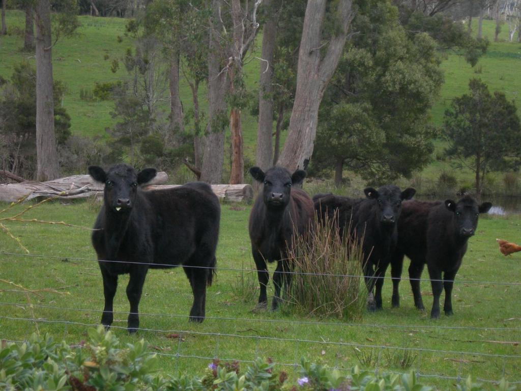 Platypus Park Country Retreat Βίλα Bridport Δωμάτιο φωτογραφία