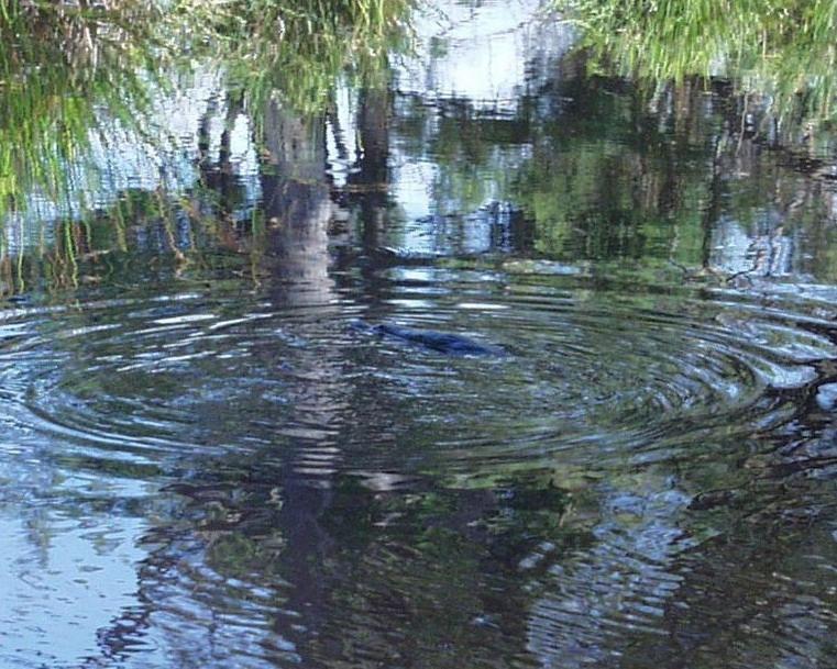Platypus Park Country Retreat Βίλα Bridport Δωμάτιο φωτογραφία